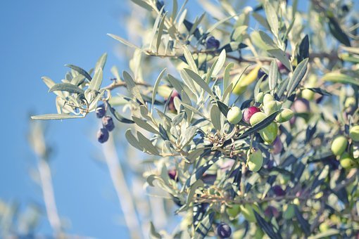 Lezione di potatura specializzata dell'olivo