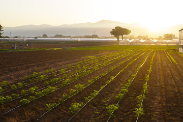 Corso gratuito per aziende agricole: "La gestione dell'azienda agricola: miglioramento delle prestazioni  e della sostenibilità"